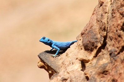 lizard_7352-1030x686