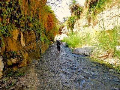 phoca_thumb_l_11 Wadi Bin Hammad Tropical Rain Forest Trail - There Is Plenty of Water in the Wadi